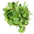 Mint Leaves Bunch Fresh
